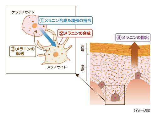 メラニンの説明
